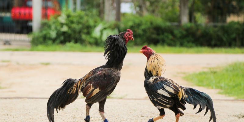  Lợi ích của việc dựa vào màu mạng gà đá